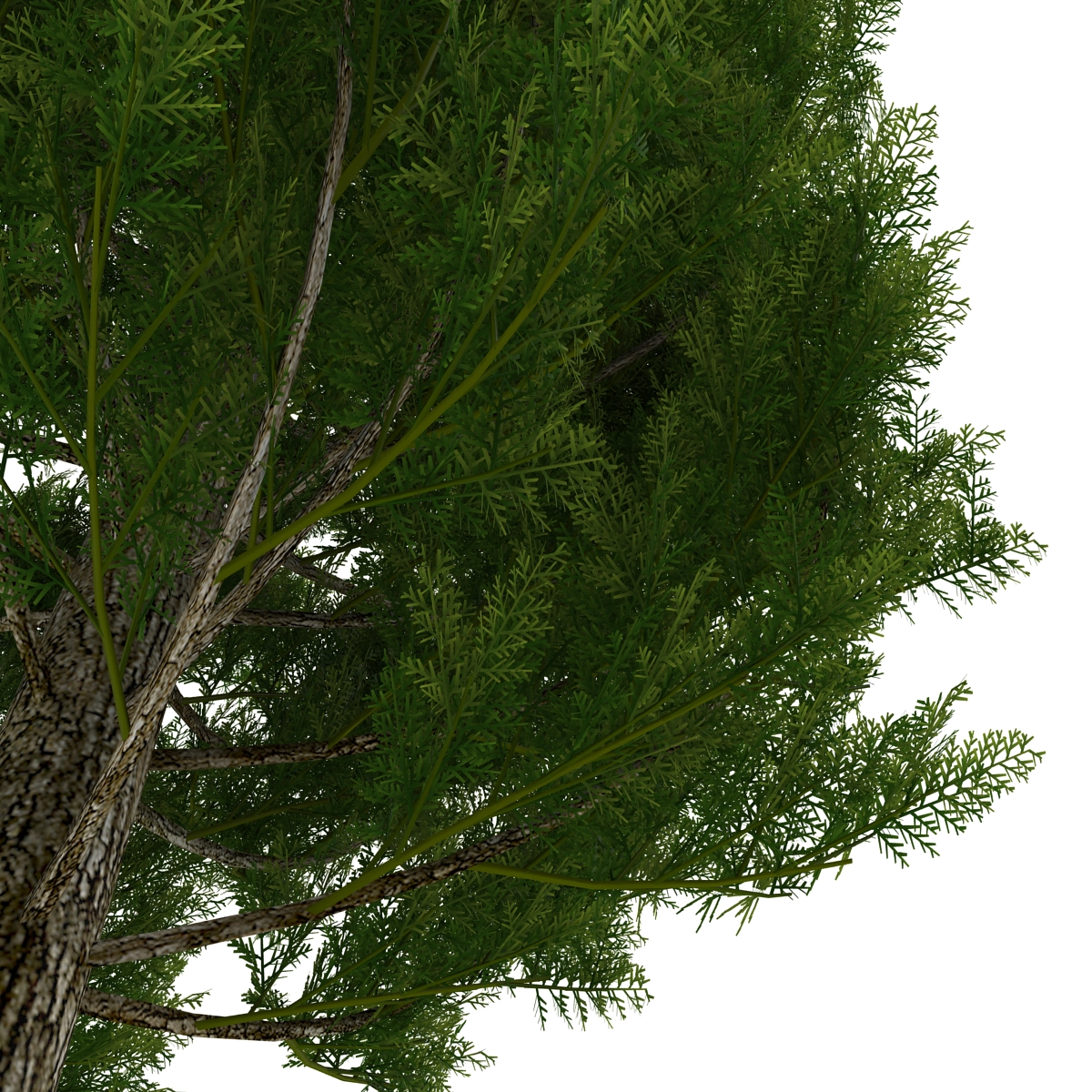 Cypress Tree 3D