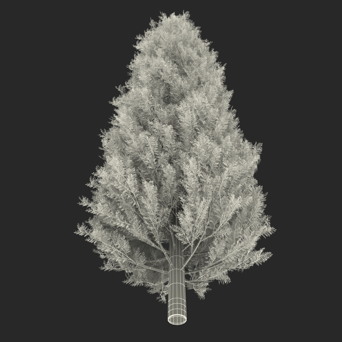 Cypress Tree 3D