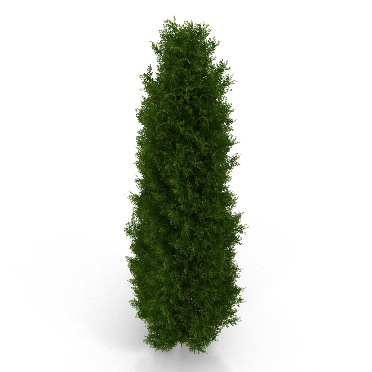 Cypress Tree 2 3D model