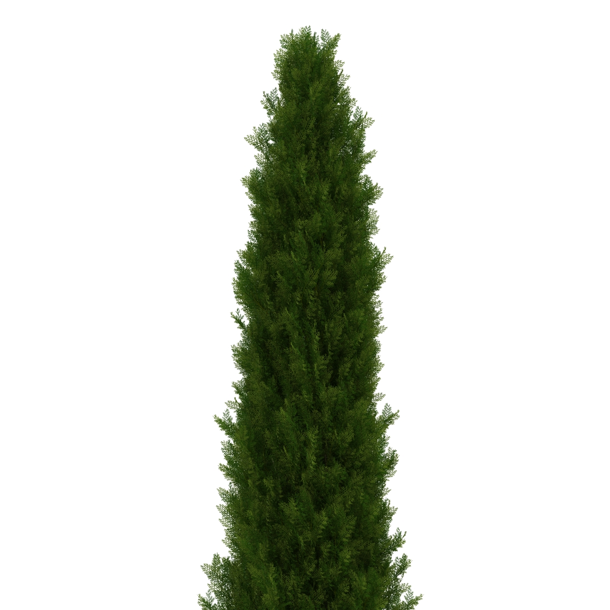 Cypress Tree 2 3D model