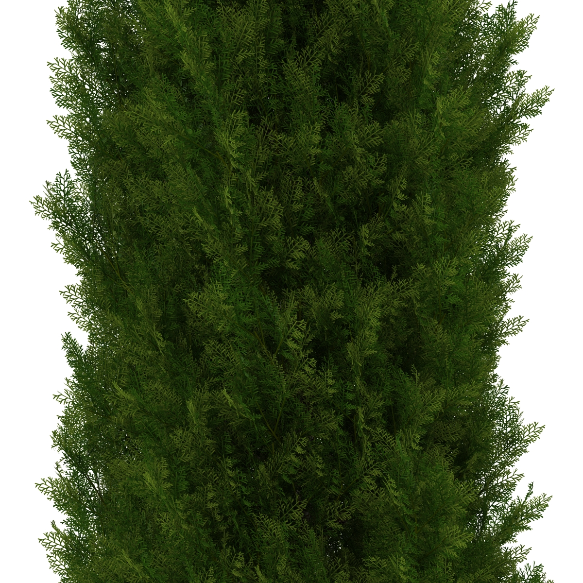 Cypress Tree 2 3D model