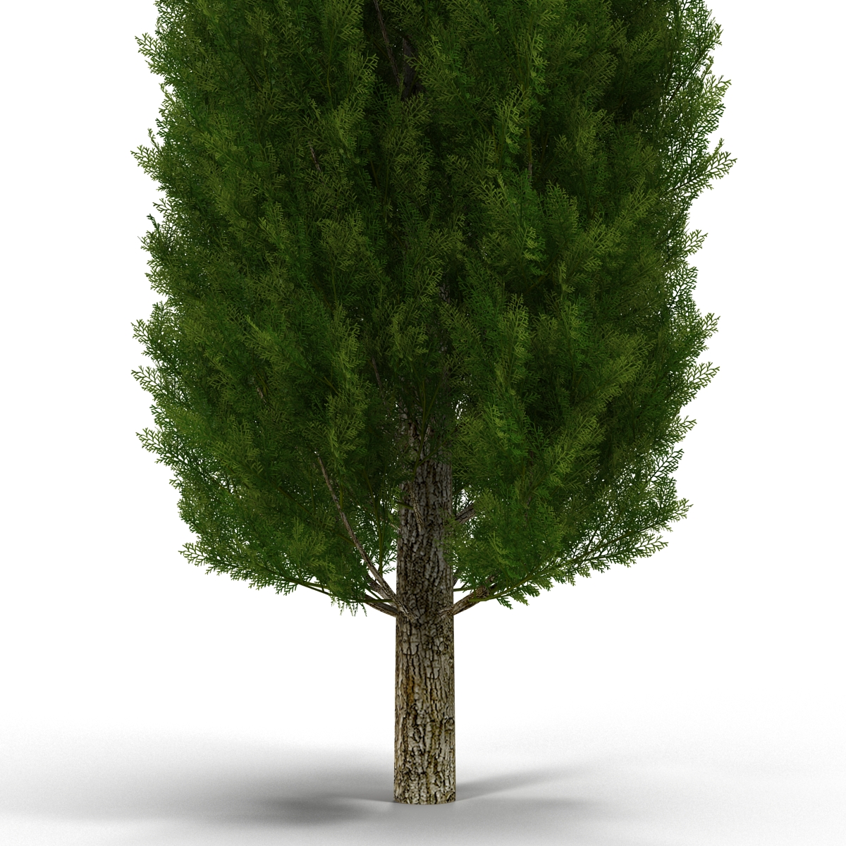 Cypress Tree 2 3D model