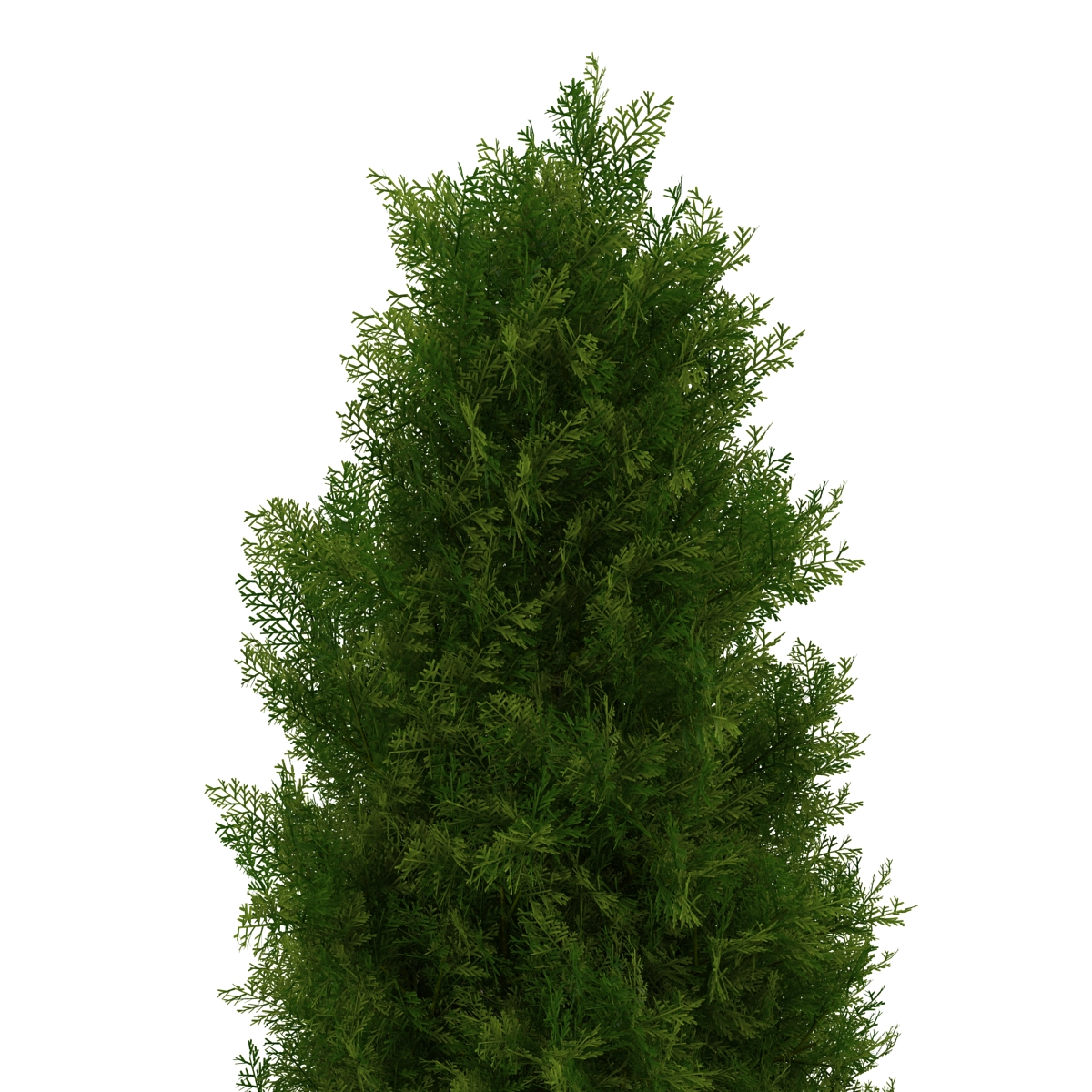 Cypress Tree 2 3D model