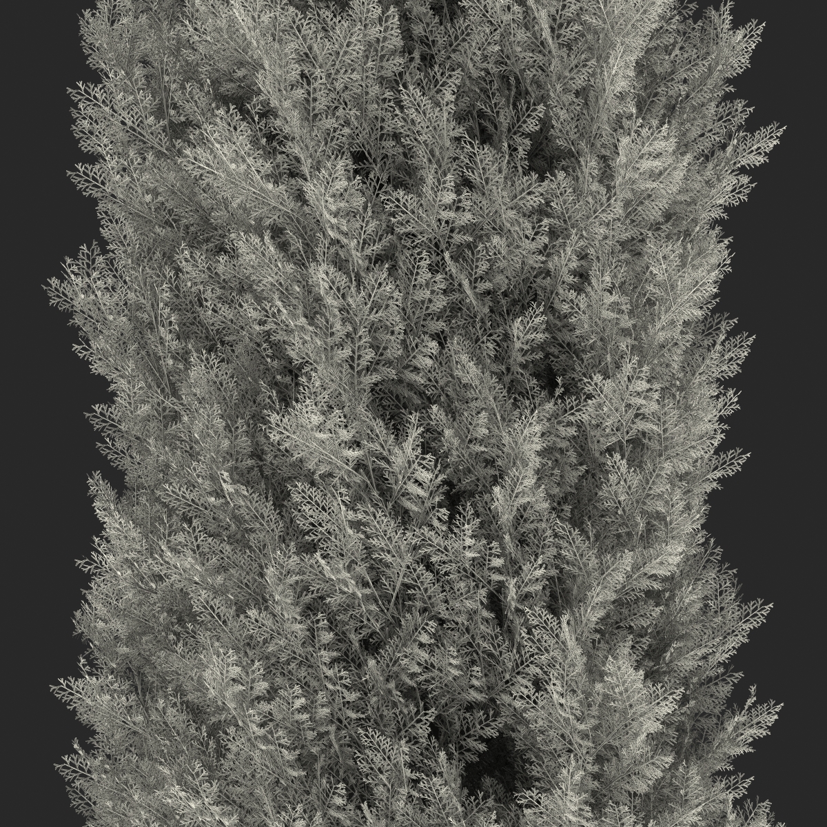 Cypress Tree 2 3D model