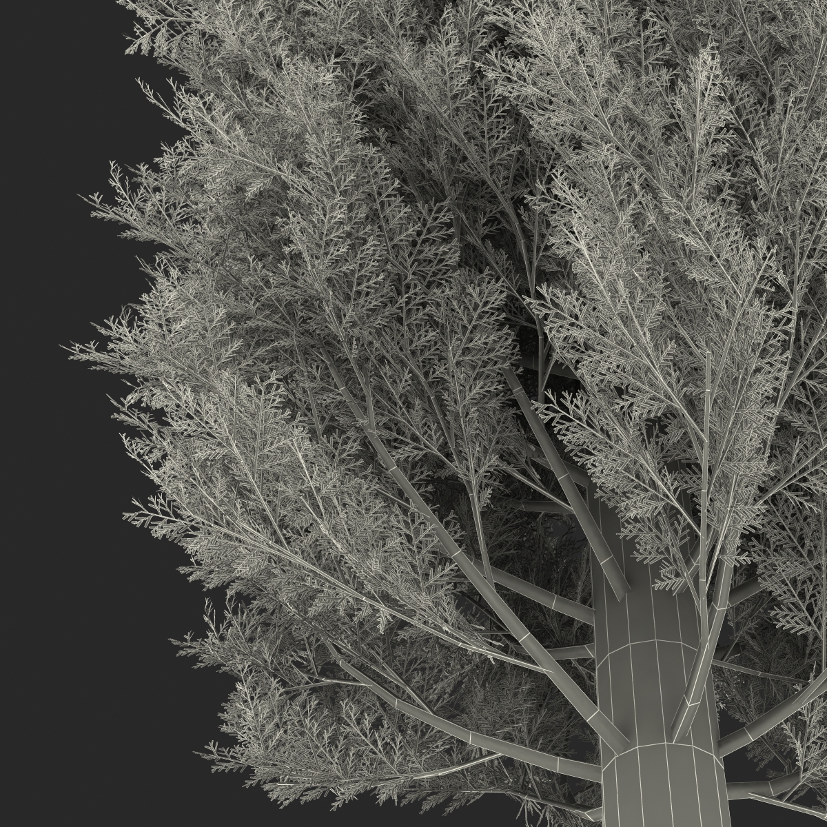 Cypress Tree 2 3D model