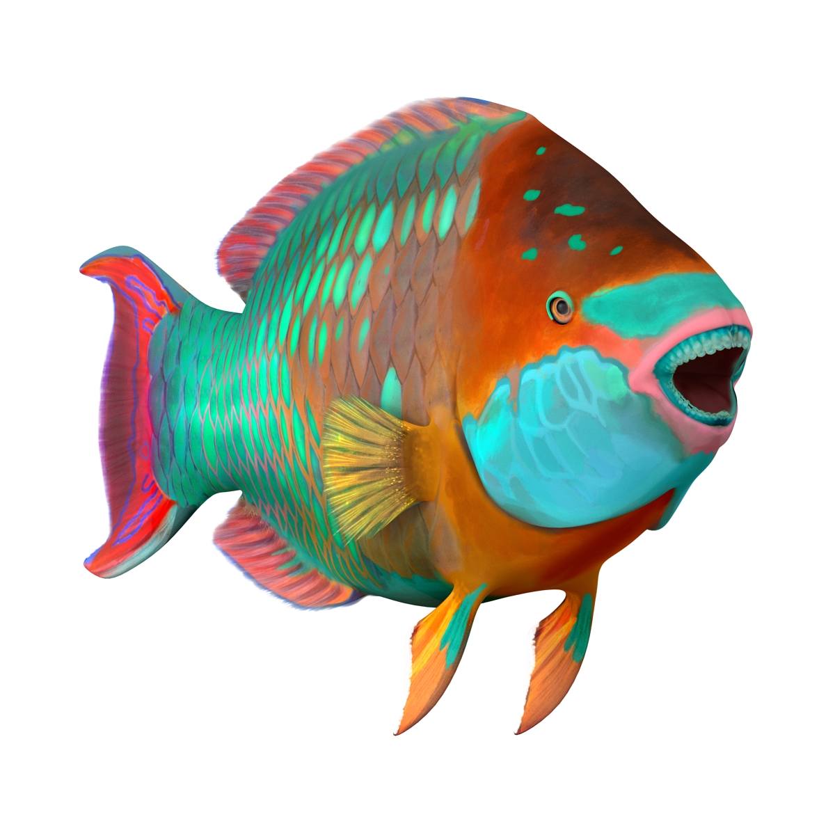 Rainbow Parrot Fish 3D model