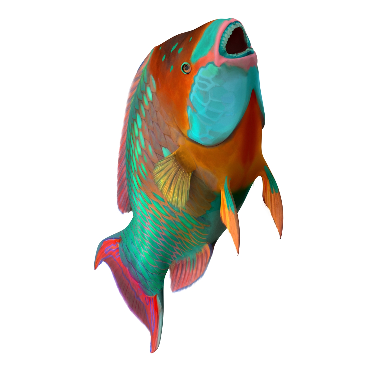 Rainbow Parrot Fish 3D model