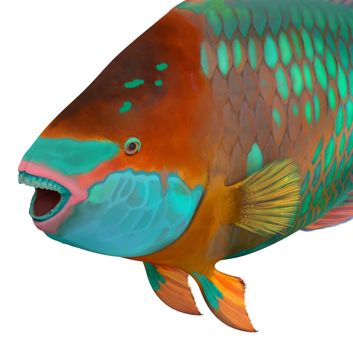 Rainbow Parrot Fish 3D model