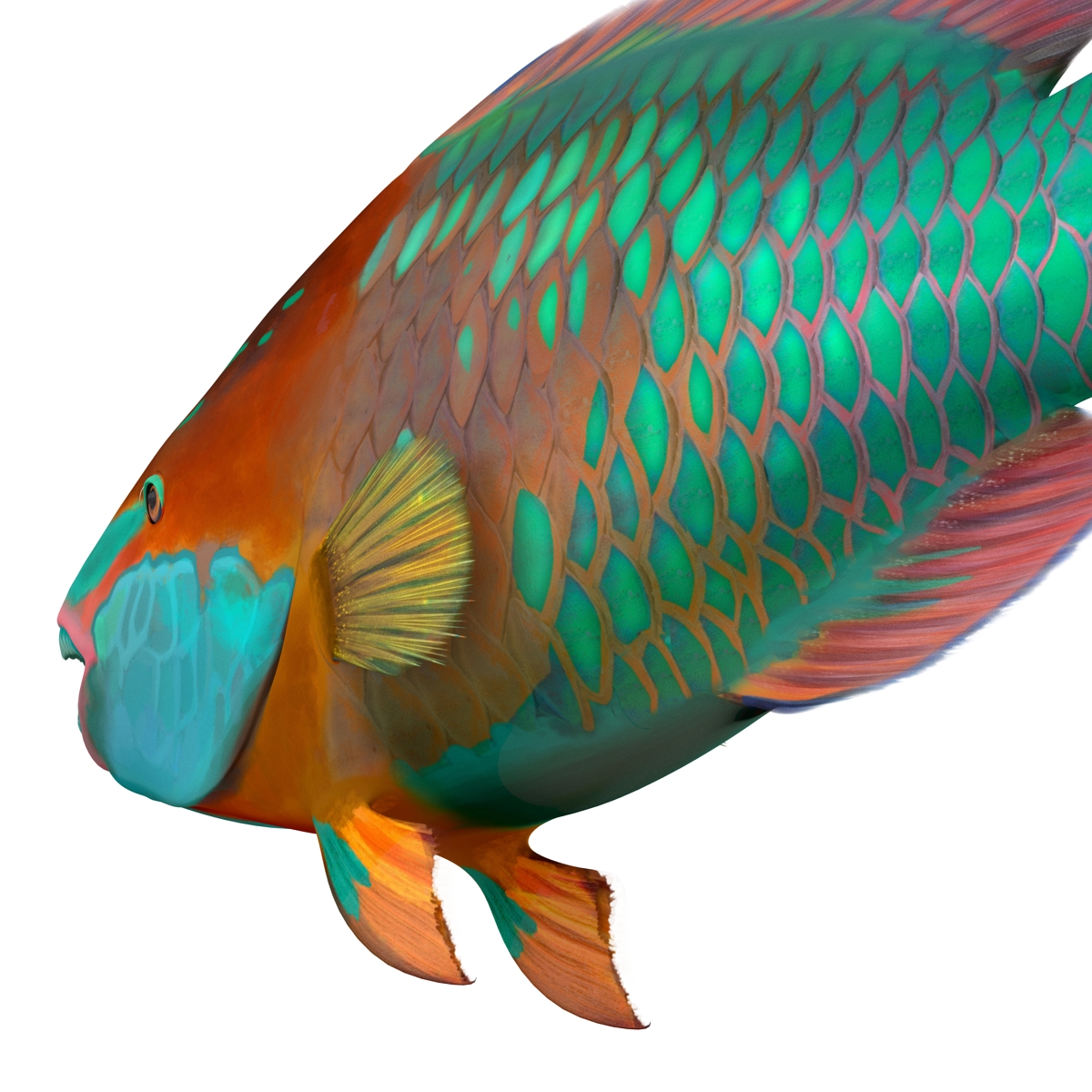 Rainbow Parrot Fish 3D model