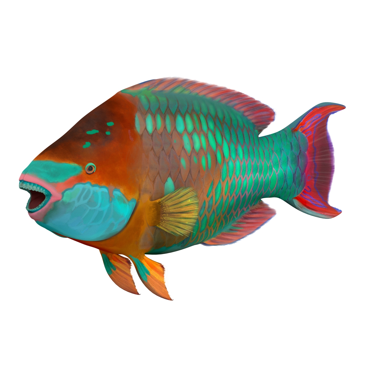 3D Rainbow Parrot Fish Rigged