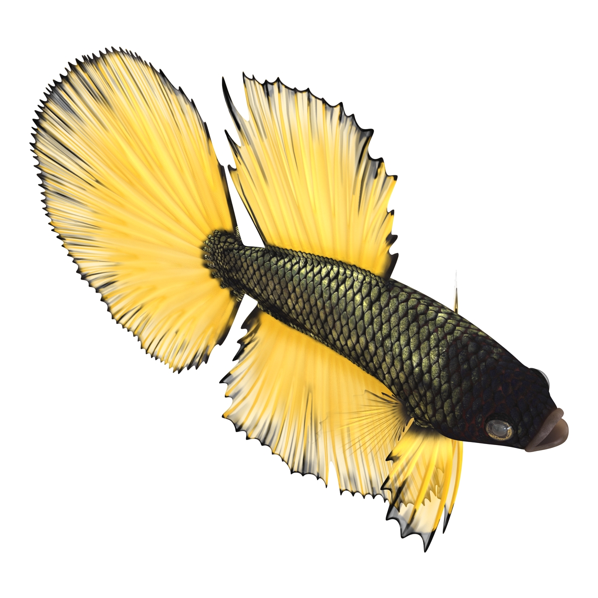 3D Betta Fish Rigged for Maya