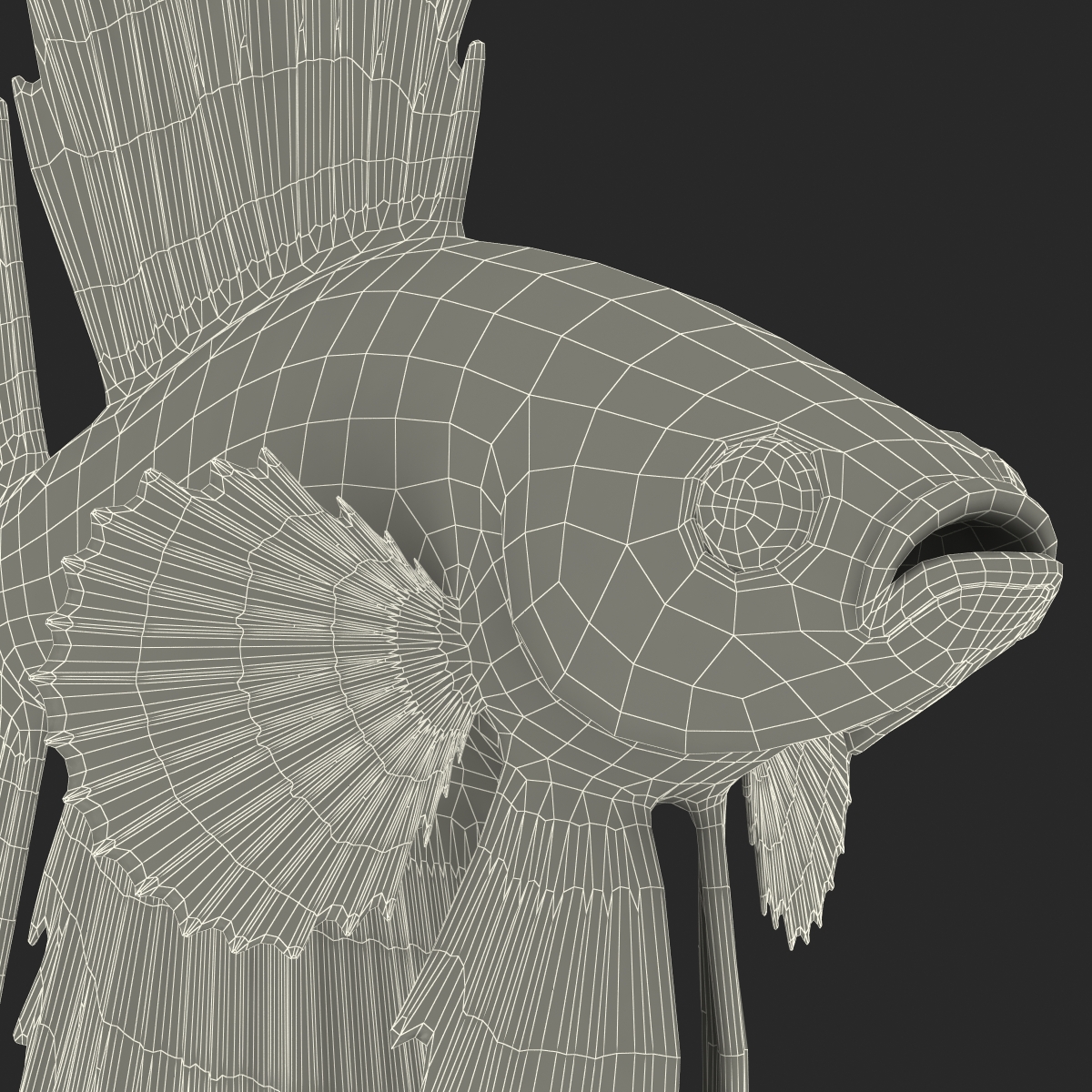 3D Betta Fish Rigged for Maya