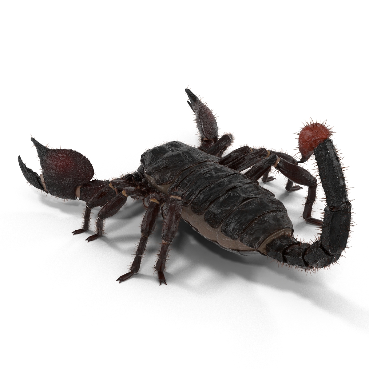 3D Black Scorpion with Fur model