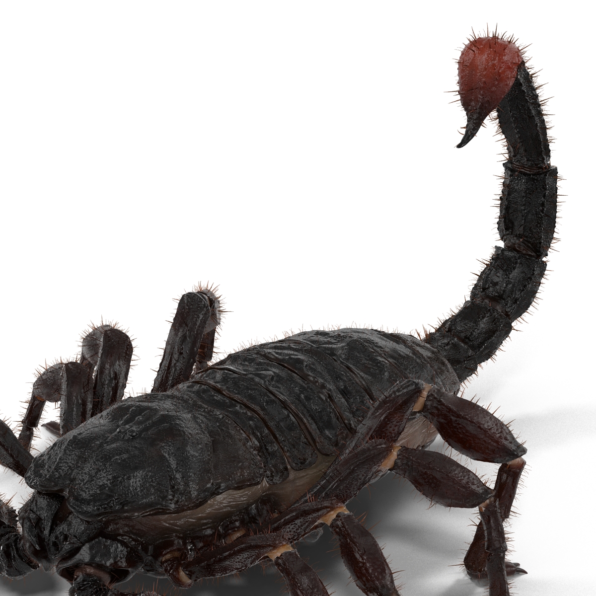 3D Black Scorpion with Fur model