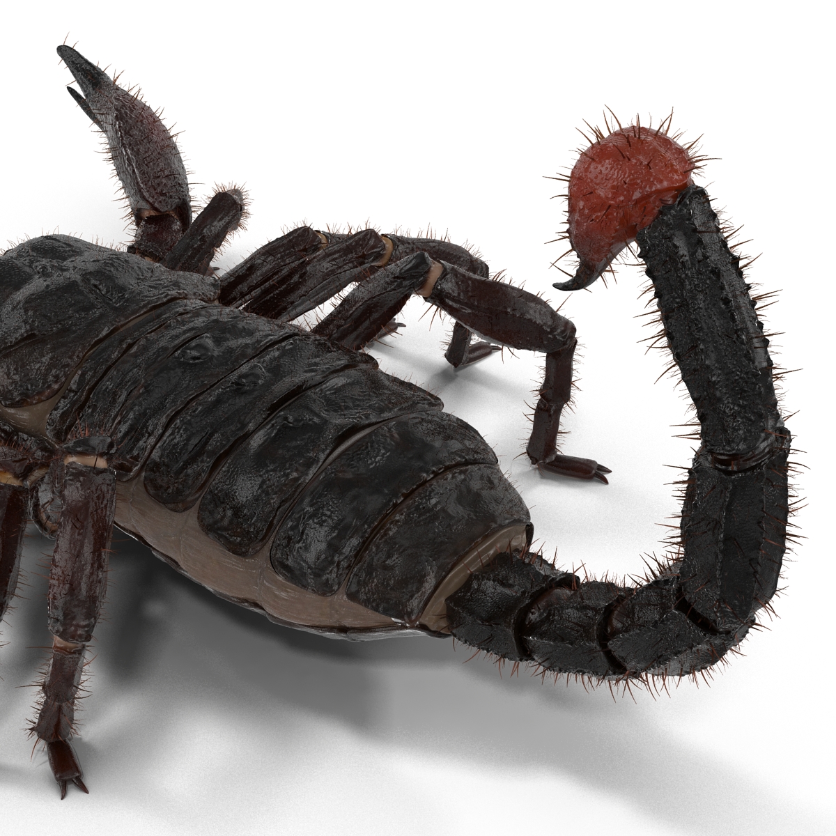 3D Black Scorpion with Fur model