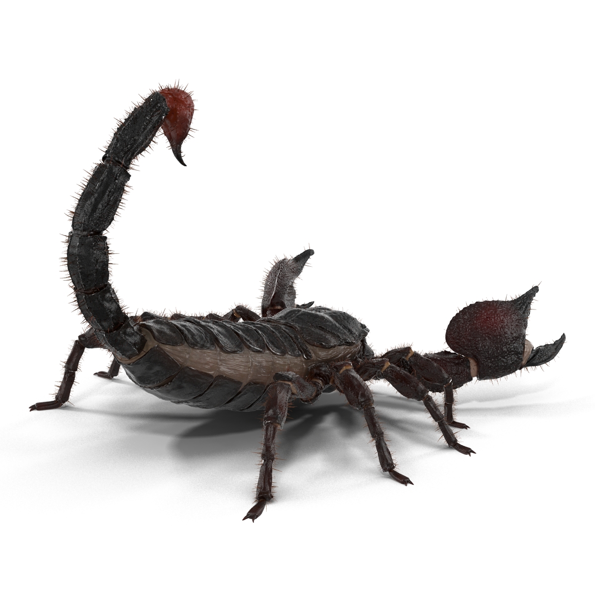 3D model Black Scorpion Pose 2 with Fur