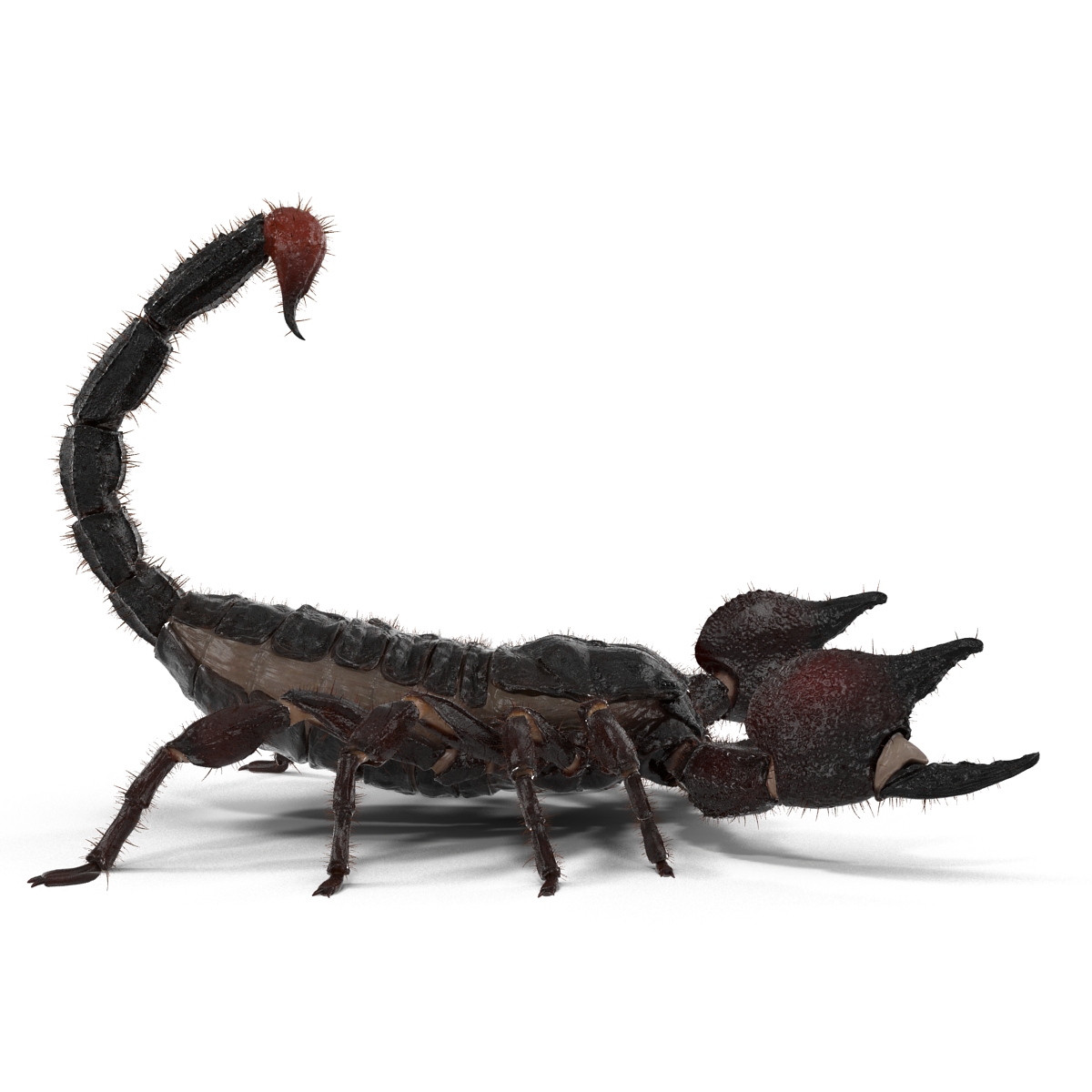 3D model Black Scorpion Pose 2 with Fur