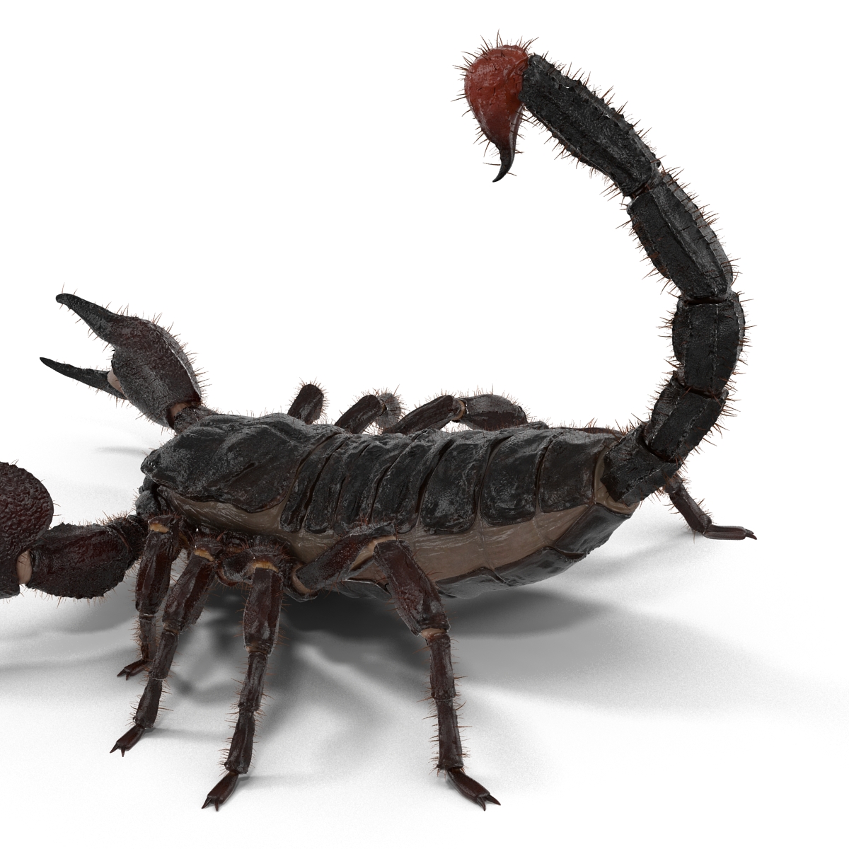 3D model Black Scorpion Pose 2 with Fur