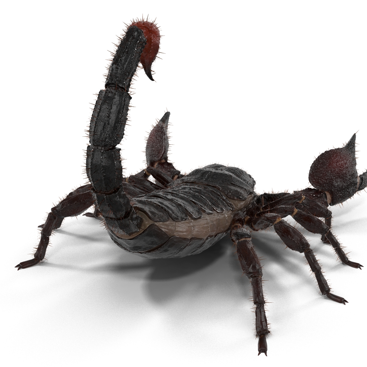 3D model Black Scorpion Pose 2 with Fur