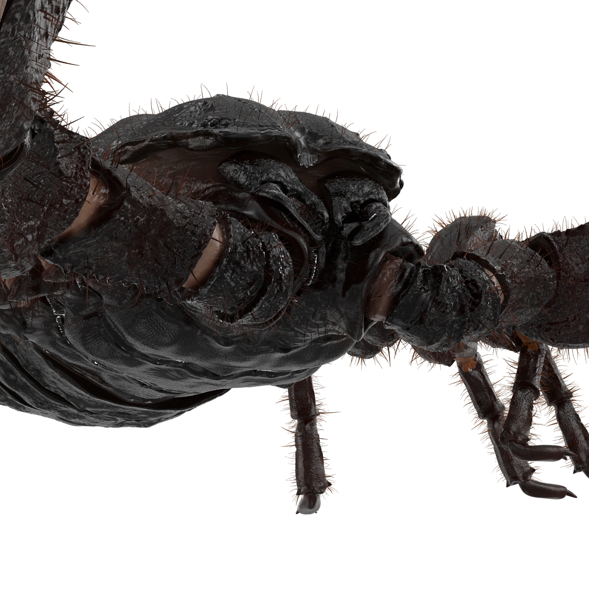 3D model Black Scorpion Pose 2 with Fur