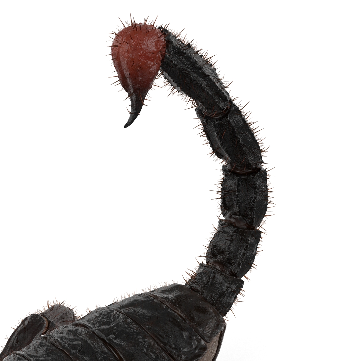 3D model Black Scorpion Pose 2 with Fur