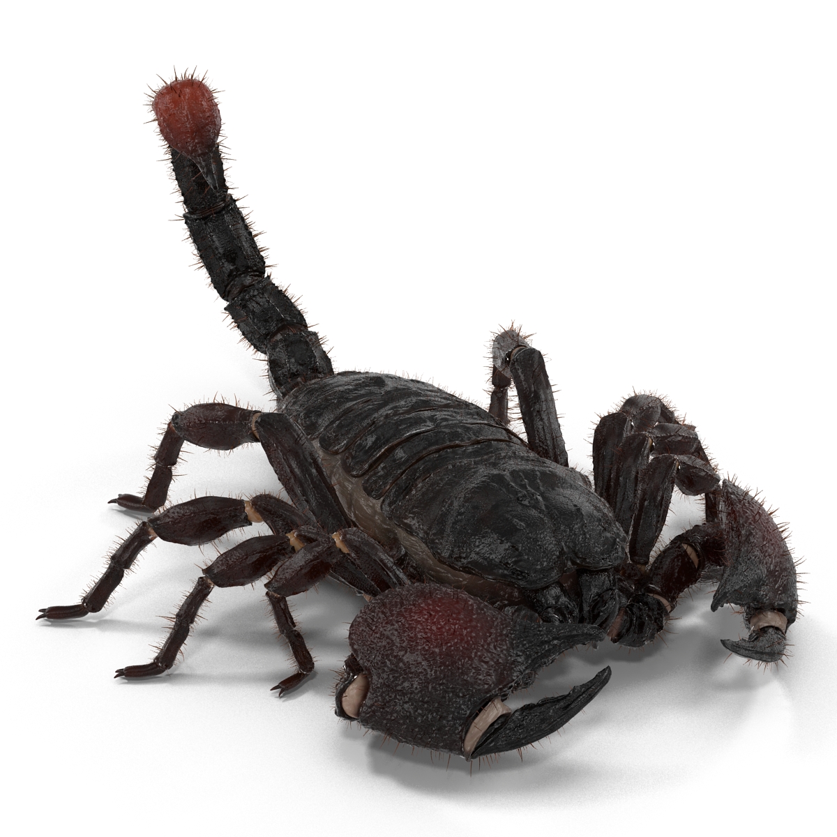 3D model Black Scorpion Pose 3 with Fur