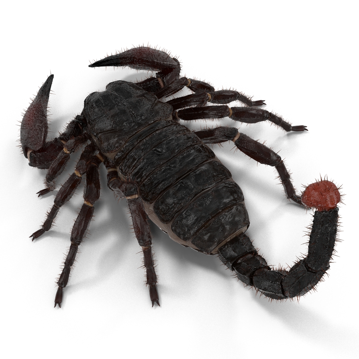 3D model Black Scorpion Pose 3 with Fur