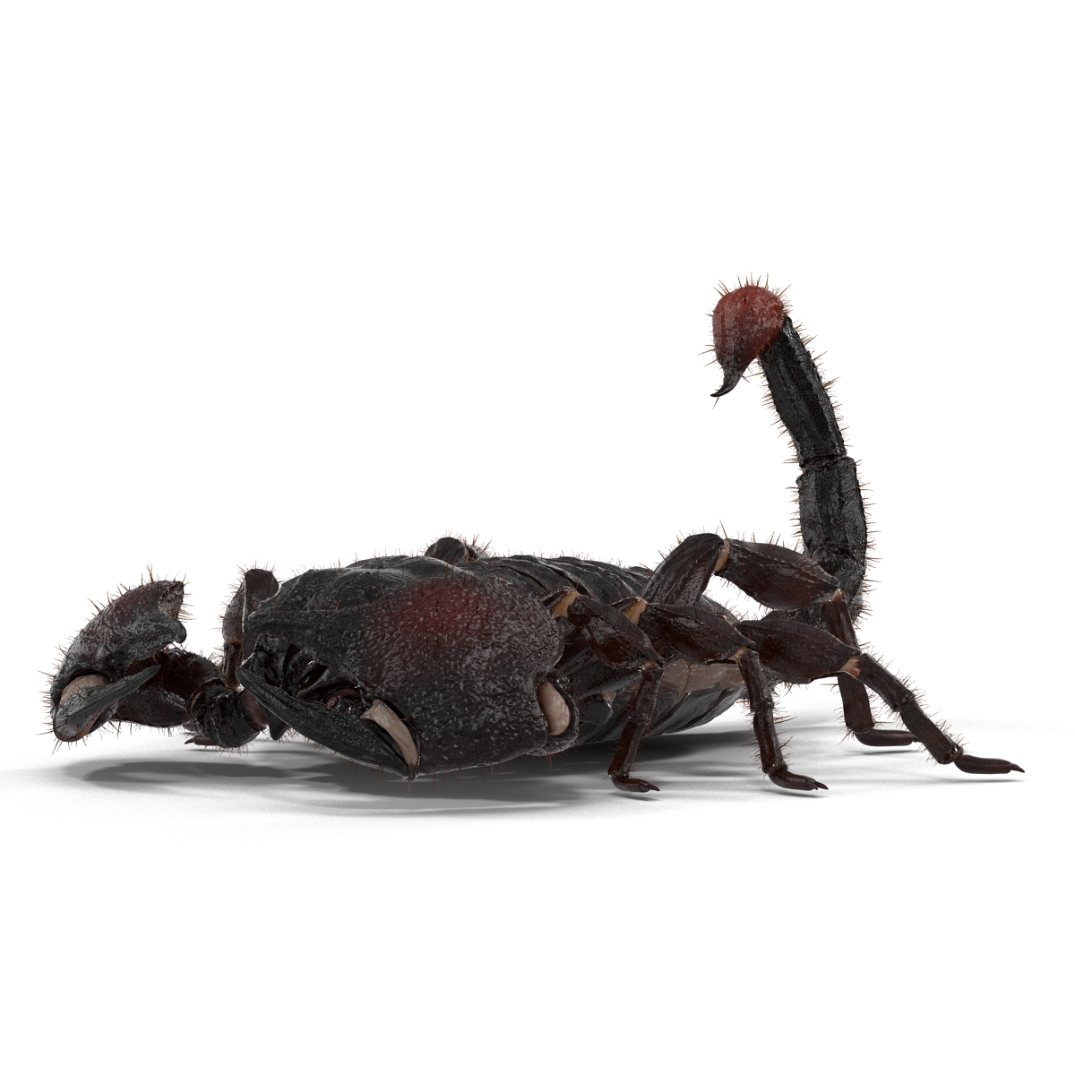 3D model Black Scorpion Pose 3 with Fur