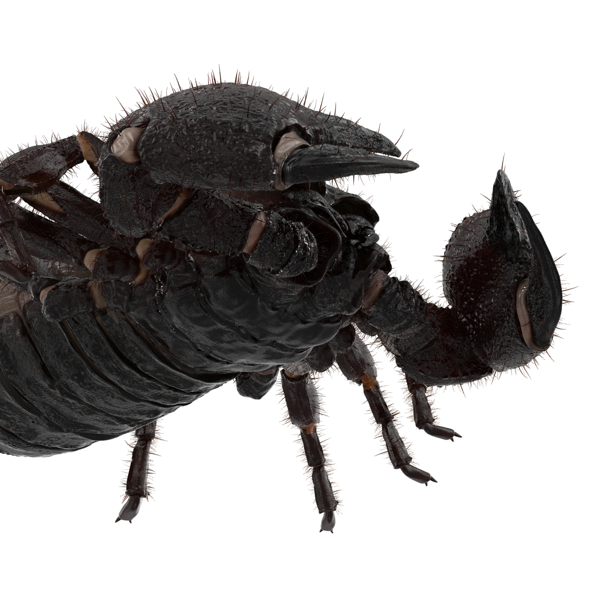 3D model Black Scorpion Pose 3 with Fur