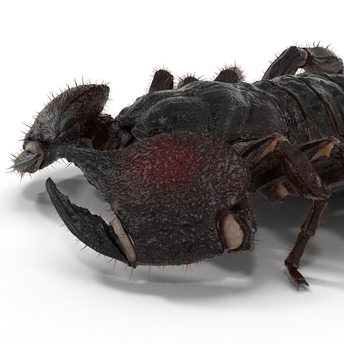 3D model Black Scorpion Pose 3 with Fur