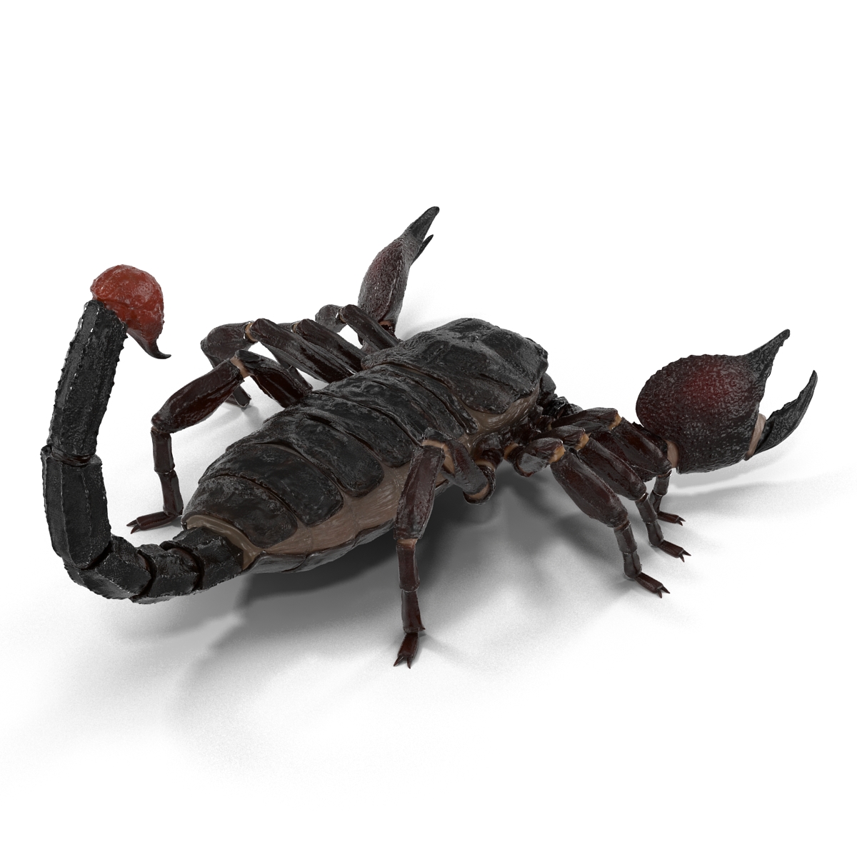 Black Scorpion 3D model