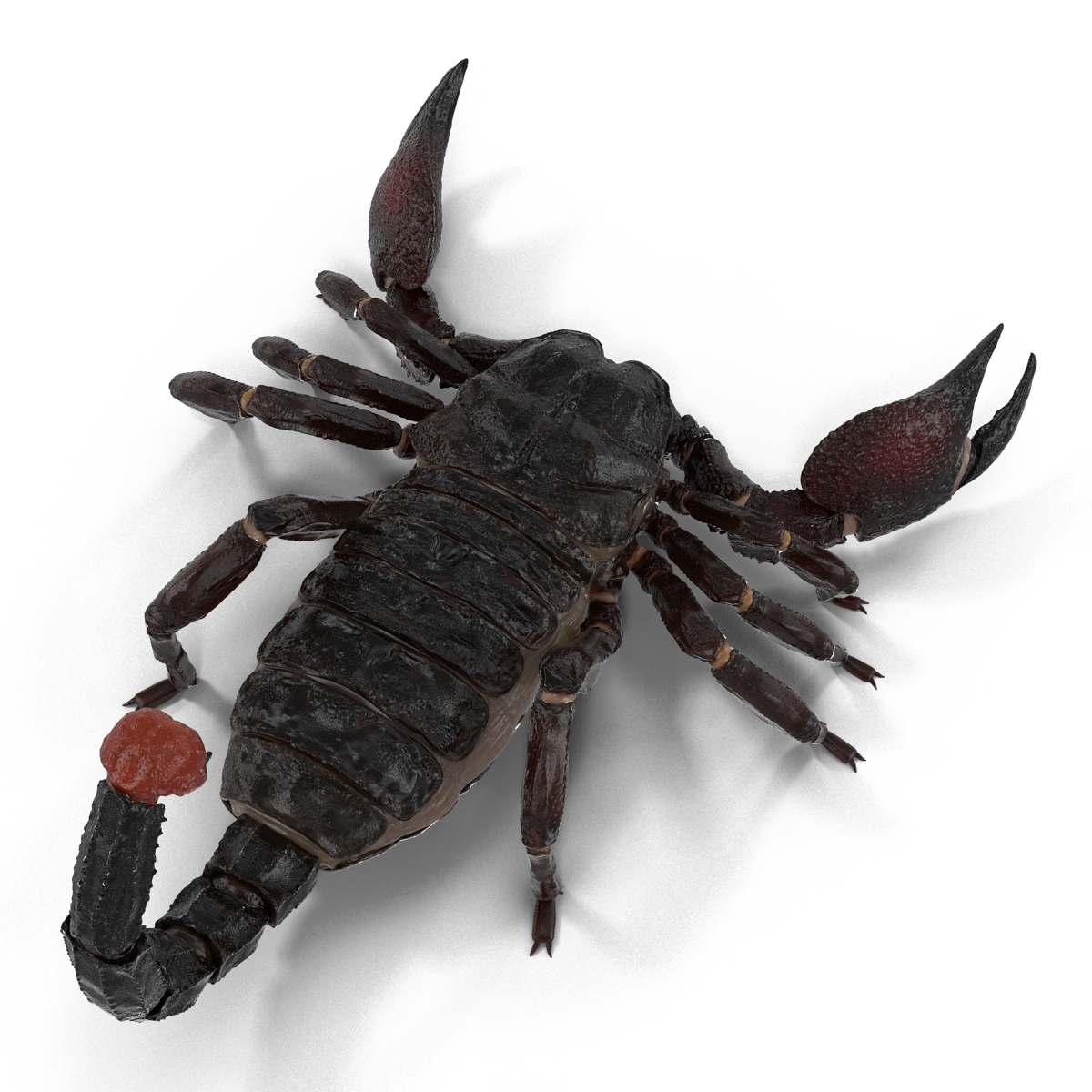 Black Scorpion 3D model