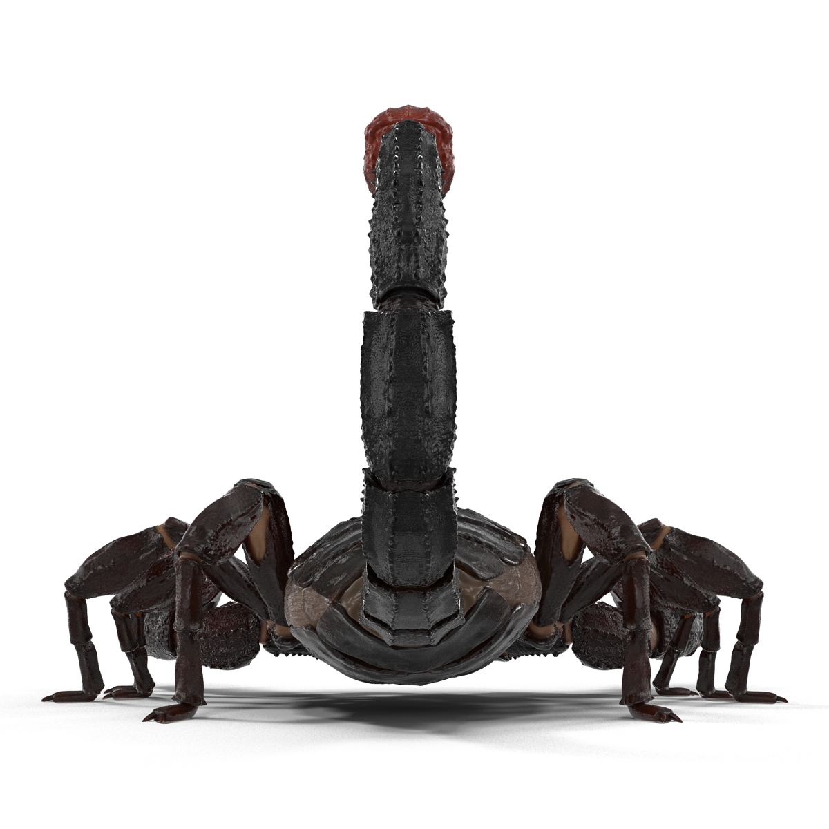 Black Scorpion 3D model