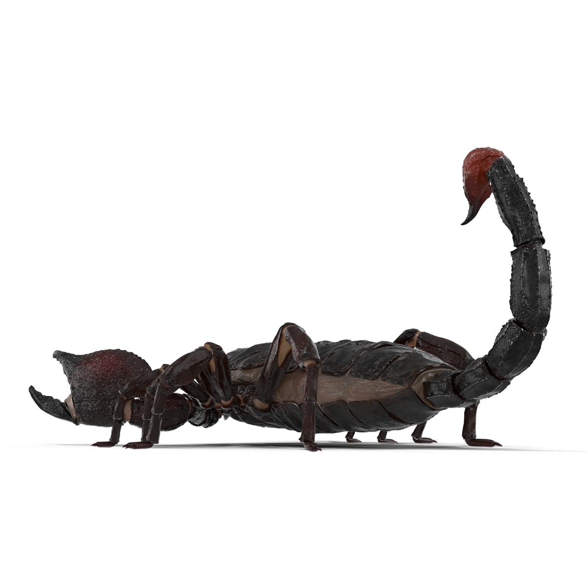 Black Scorpion 3D model