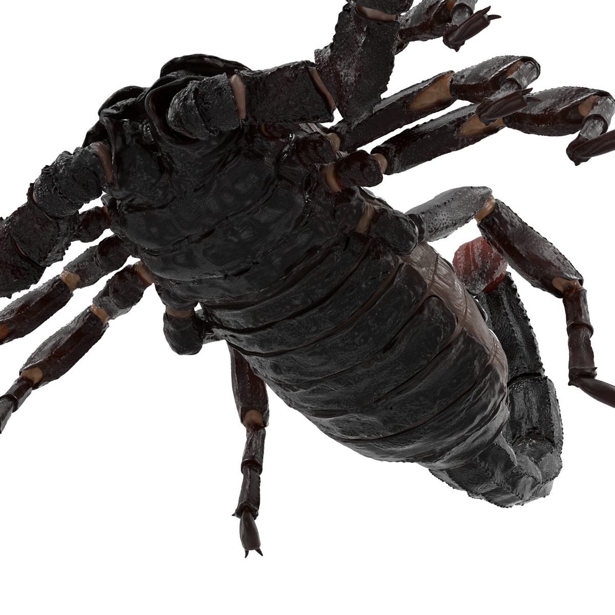 Black Scorpion 3D model