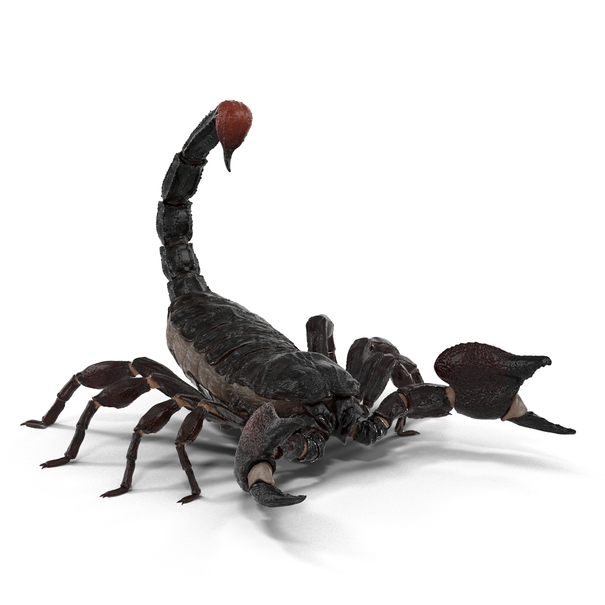 3D Black Scorpion Pose 2