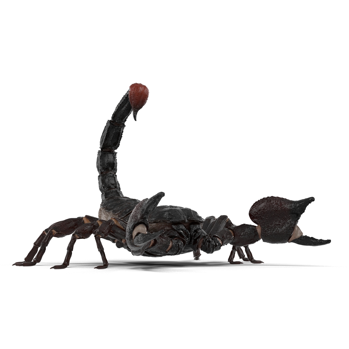 3D Black Scorpion Pose 2