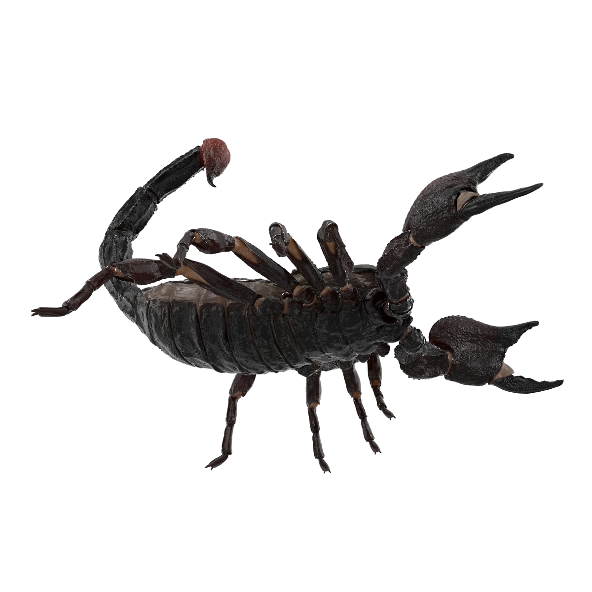 3D Black Scorpion Pose 2