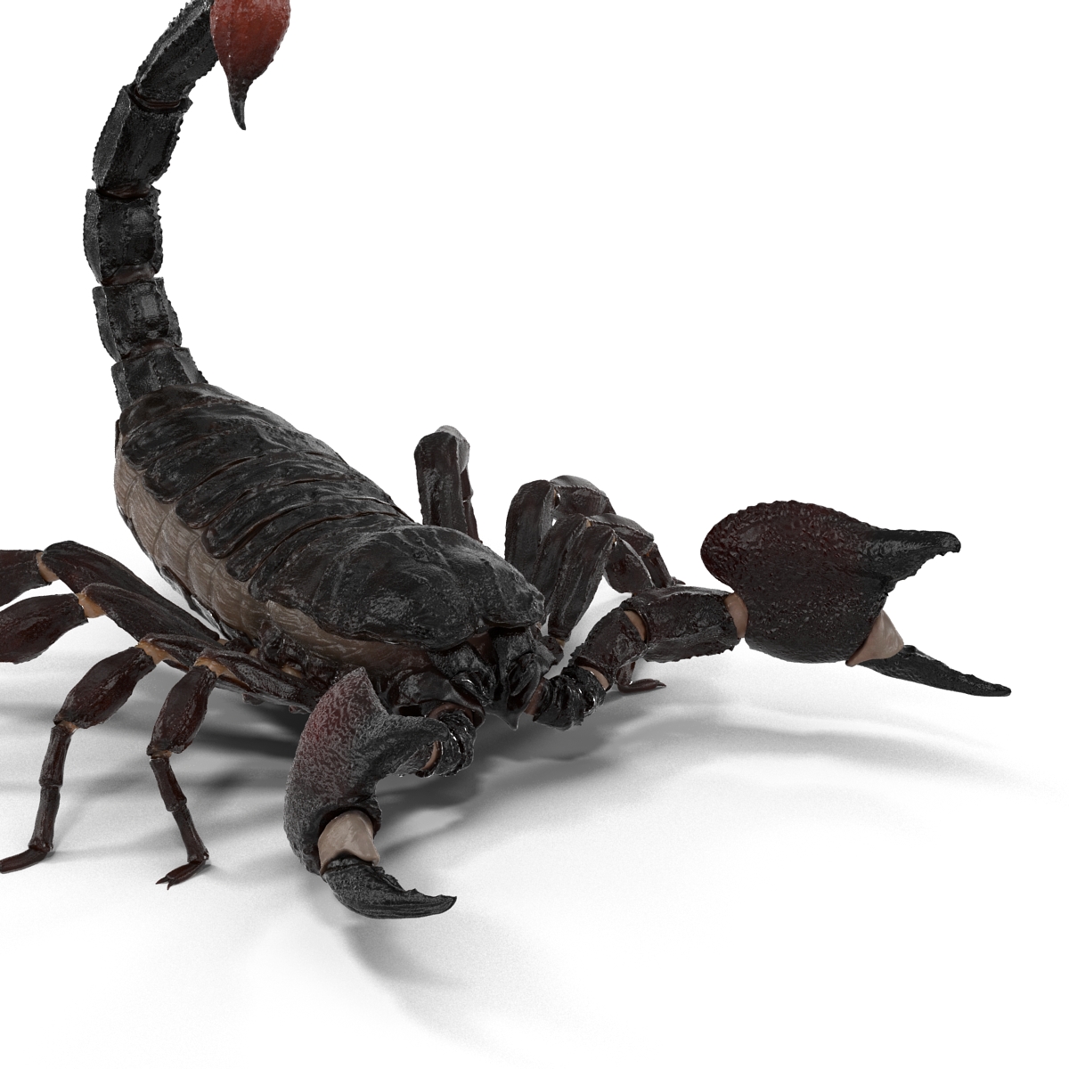 3D Black Scorpion Pose 2