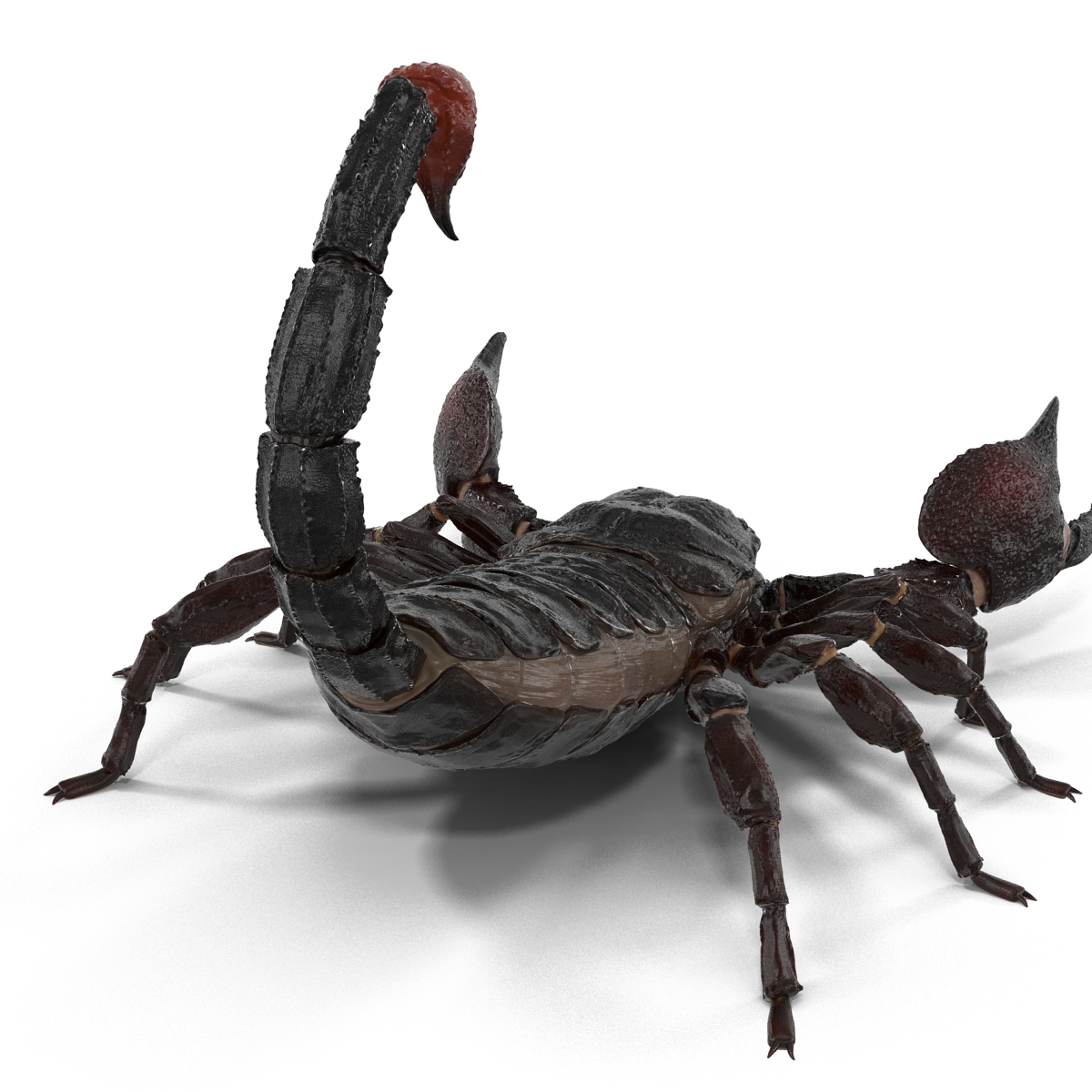 3D Black Scorpion Pose 2