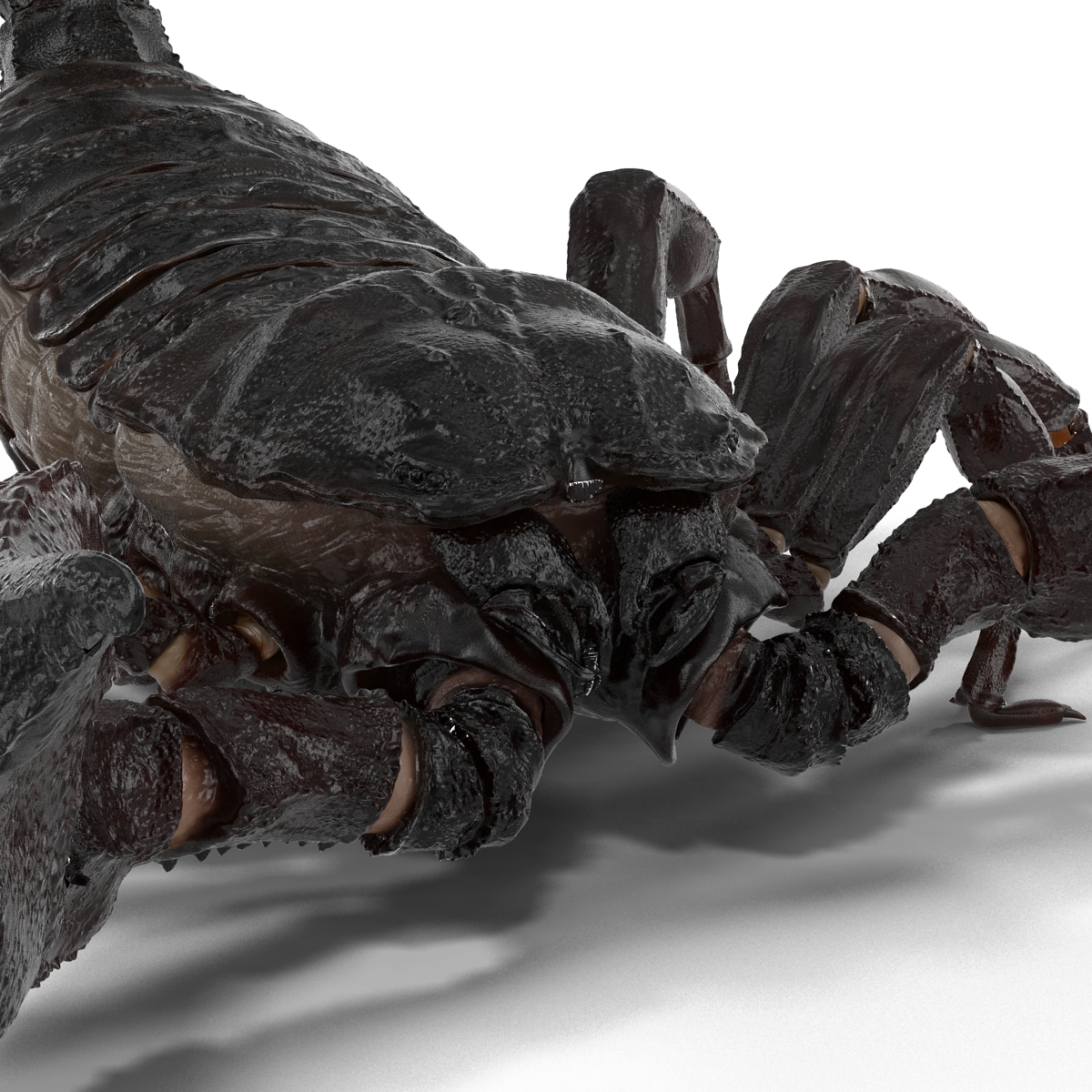 3D Black Scorpion Pose 2