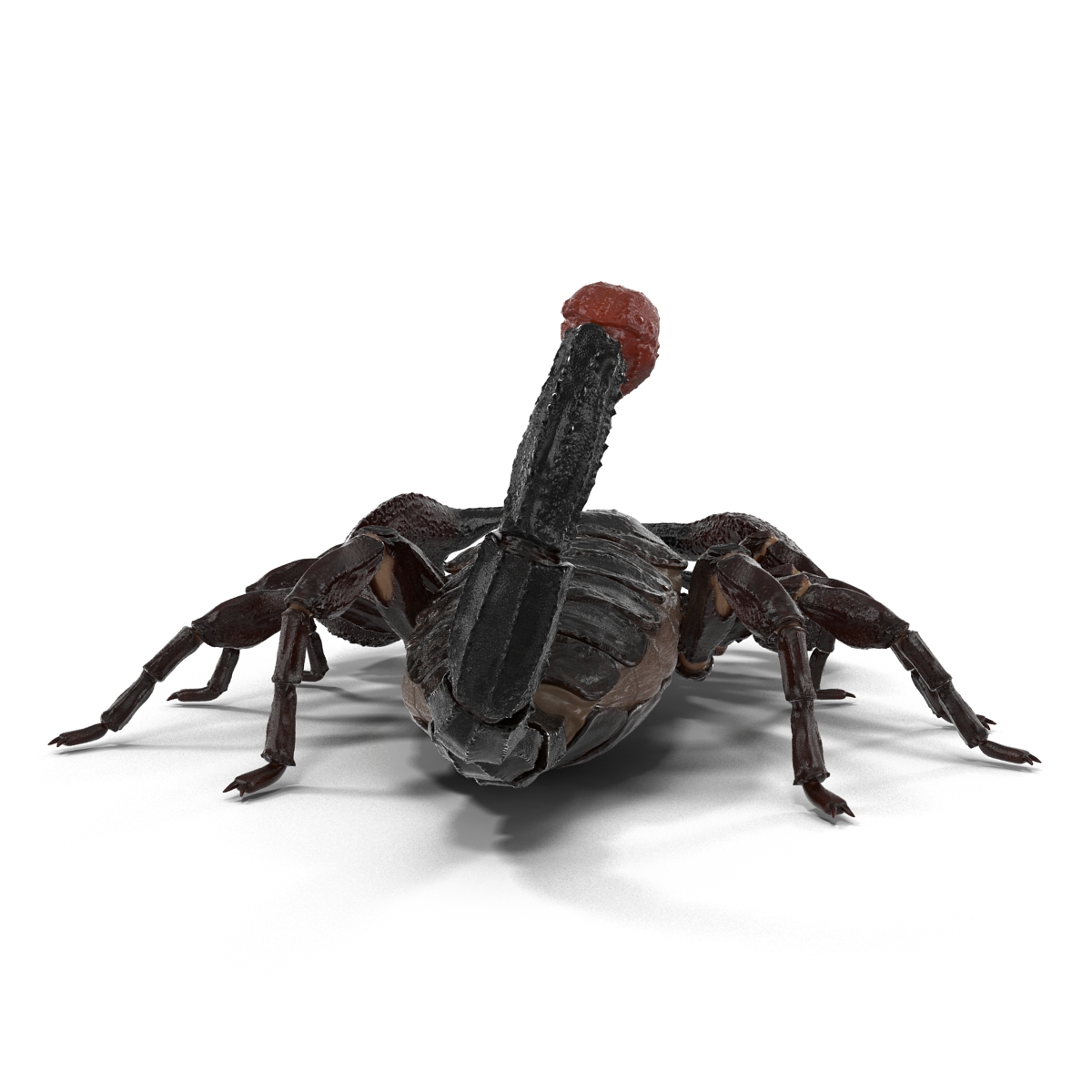 3D Black Scorpion Pose 3