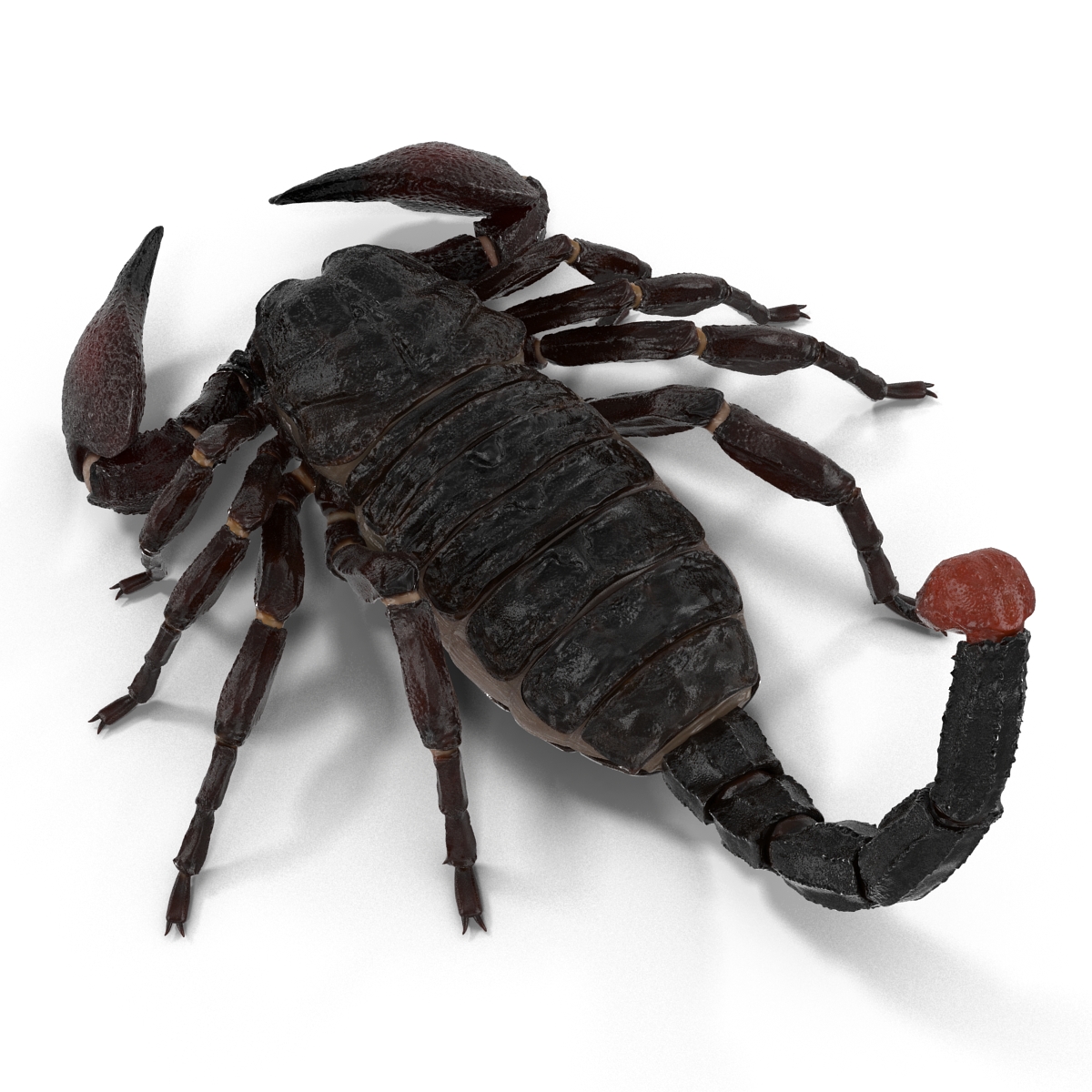 3D Black Scorpion Pose 3