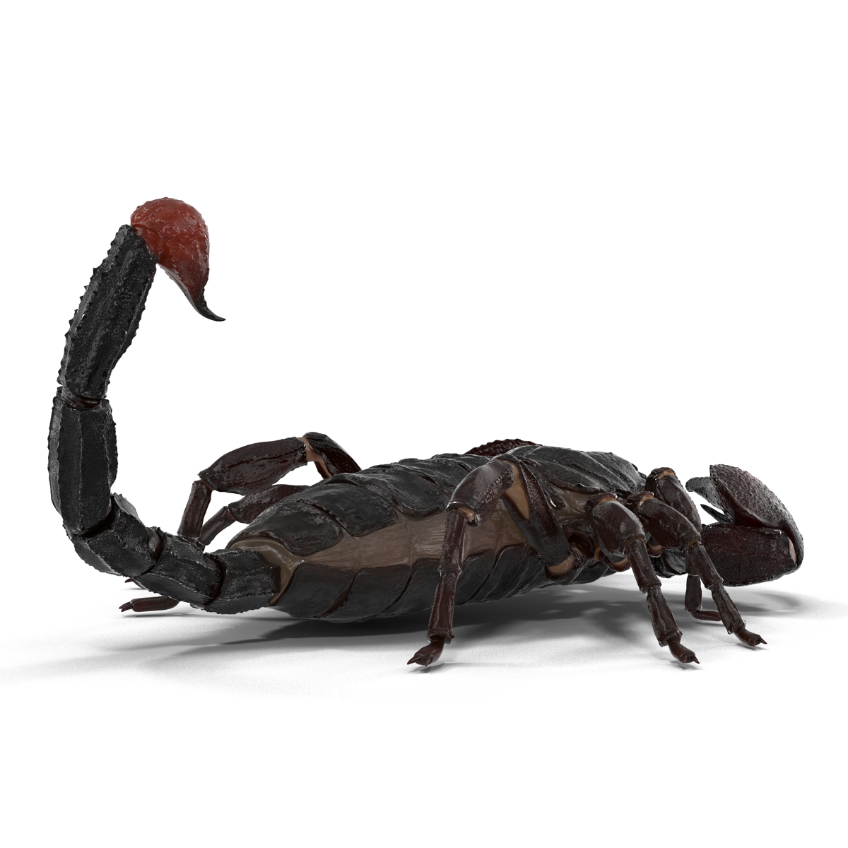 3D Black Scorpion Pose 3