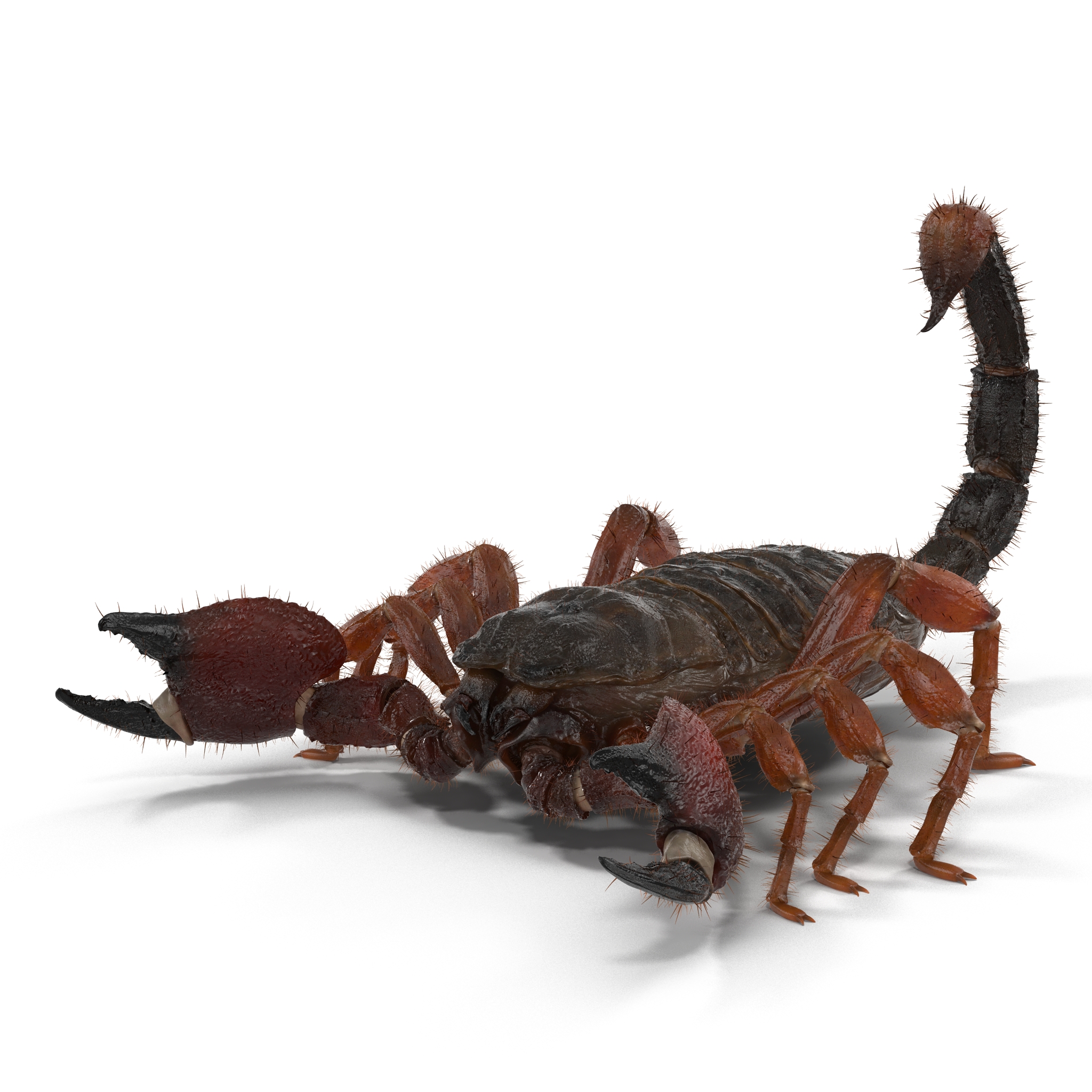 Scorpion with Fur 3D