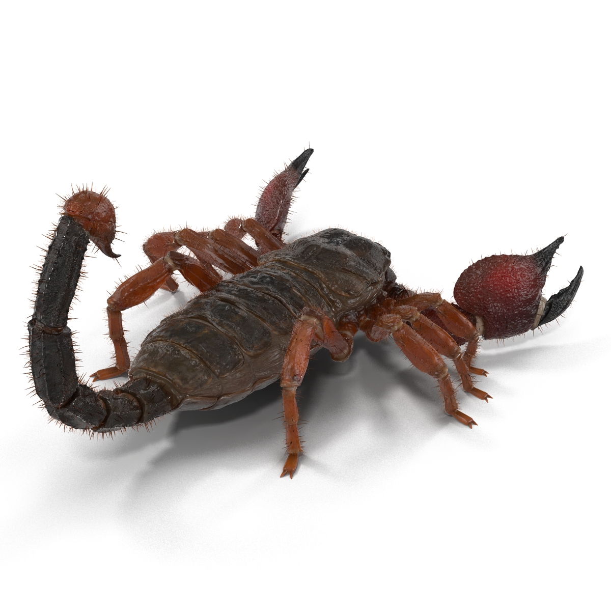 Scorpion with Fur 3D