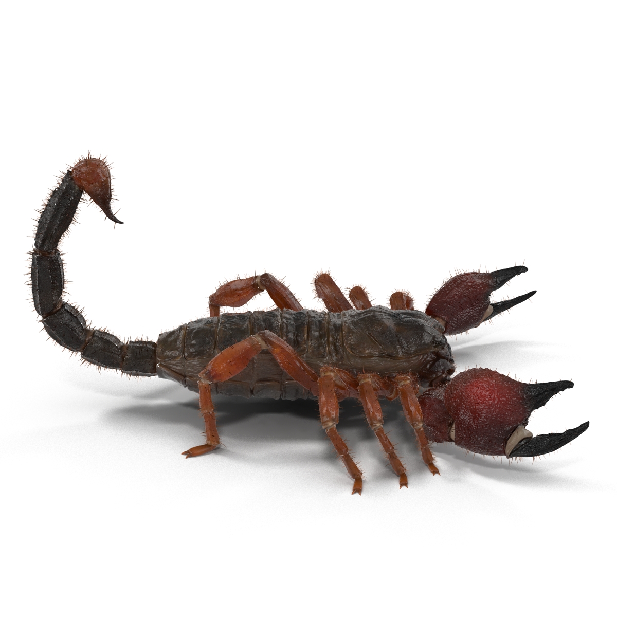 Scorpion with Fur 3D