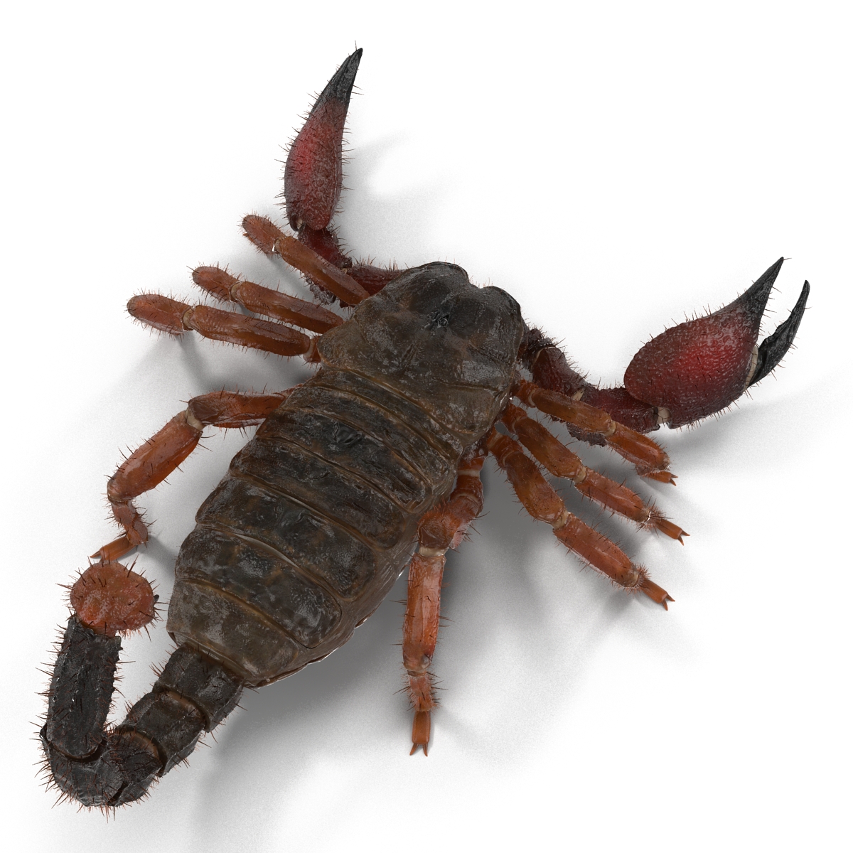 Scorpion with Fur 3D