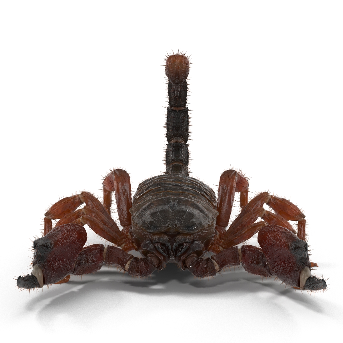 Scorpion with Fur 3D