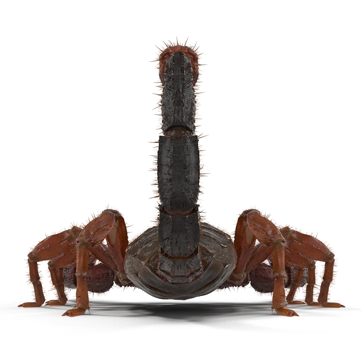 Scorpion with Fur 3D